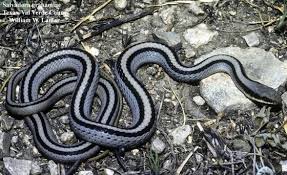 Image result for Salvadora