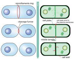 We did not find results for: How Does Mitosis In Animal Cells Differ From Mitosis In Higher Plant Cells Socratic