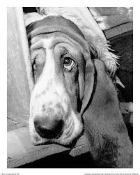 Black And White Basset Hound Puppies For Sale Sorrowful Jones By M Hollist Art Print Poster Basset Hound Dog Hound Puppies Dog Poster