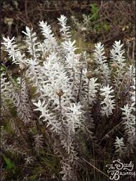 Image result for Helichrysum lastii