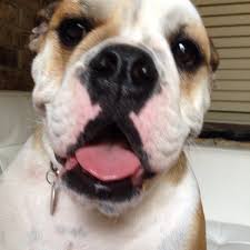 Lucy's doggy daycare and spa is a tribute to lucy, a rescue pup, honored every day as owner max golman embraces pets as family. Photos At Lucy S Doggy Daycare And Spa Far North Central San Antonio Tx