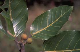 Image result for Ficus muelleriana