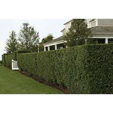We did not find results for: 10 Ways To Add Privacy To Your Yard Privacy Landscaping Backyard Fences Backyard Privacy