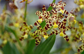 Image result for Ansellia africana