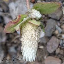 Image result for Amaranthaceae