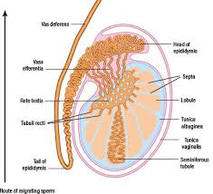 How is testicular cancer staging determined? Aetiology Clinical Presentation And Treatment Of Testicular Cancer