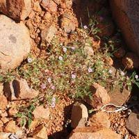Image result for Monsonia senegalensis