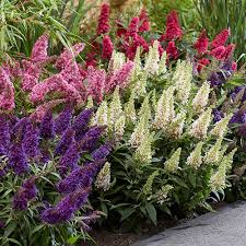 Image result for buddleia davidii