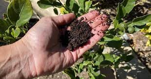 Coffee grounds good for lemon tree. Are Coffee Grounds Good For Citrus Trees Couch To Homestead