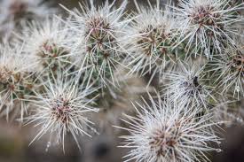Instead, cacti have modified leaves known as spines. Joshua Tree Nps On Twitter Prickly Pear The Spines Of A Prickly Pear Cactus Are Actually Modified Leaves That Harden As They Age The Spines Can Collect Raindrops Or Dew From Fog And