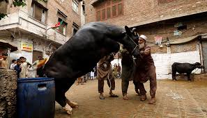 Hafiz saeed leads eid prayers in pakistan despite ban on his outfit. Pakistan Celebrates Eid Ul Azha With Religious Zeal Fervour