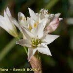 Image result for Nothoscordum borbonicum