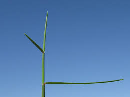 Image result for Entolasia