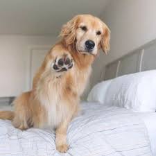 The Golden Retriever An Intelligent Worker And A Patient Family Dog Ball Dog Family Golden Intelligent P Dogs Golden Retriever Retriever Dog Cute Dogs
