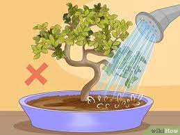 Simple Ways To Revive A Bonsai Tree 13 Steps With Pictures