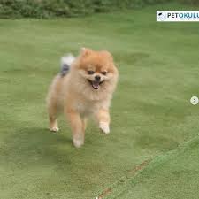 Pet Okulu Pomeranian Boo Egitimi By Pet Okulu Kopek Egitimi Istanbul