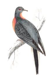 Passenger pigeon: Magnificent journey ends in dinner plates - CGTN