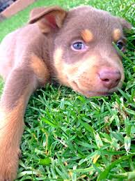 Black And Tan Kelpie Lab Mix My Lil Kelpie Cross Border Collie Dog Comparison Dogs Dog Crossbreeds