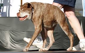 Welcome to ugly dog's farm, a small hobby farm located in the thumb area of michigan. Look At These Ugly Ass Dogs From The World S Ugliest Dog Contest