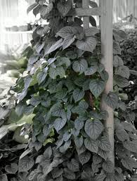 The tops of this tropical plant are killed back by freezes but will quickly recover. Perennial Vines Vines Climbers Twiners U Of I Extension