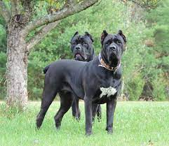 Black Pearl Cane Corso Cane Corso Breeders Cane Corso Puppies Cane Corso Cane Corso Puppies Cane Corso Breeders