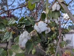 Image result for Gossypium barbadense