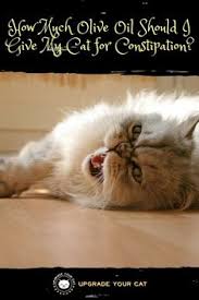 Pin On Pets And Pet Care