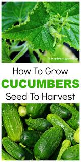 Cool off the greenhouse during the hottest days, using fans. How To Grow Your Own Cucumbers From Seeds Greenhouse Plants Garden Green Gardening Flowers Seedling Growing Cucumbers Growing Vegetables Cucumbers
