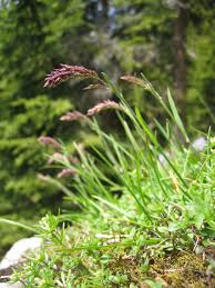 Image result for Poa schimperiana