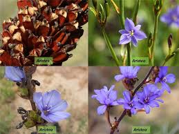 Image result for Iridaceae