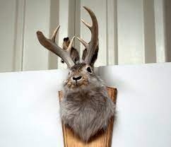 Jackalope market in santa fe, new mexico. Jackalope Wikipedia