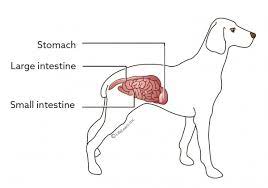 If your dog has been diagnosed with a cancerous tumor in her liver, it can mean one of two things. Intestinal Tumors Vca Animal Hospital