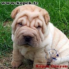 Yavru Kopek Ilanlari Kopek Dunyasi Yavru Kopek Kopek Veterinerler