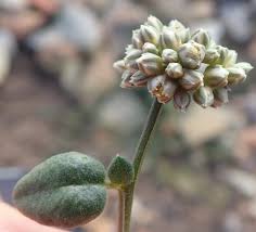 Image result for Limeum