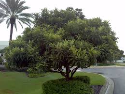 Nespolo Del Giappone Euro Plants Vivai Nel 2020 Alberi Da Frutto Progettazione Di Cortili Albero Giapponese