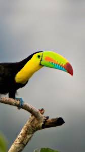 3d Bird Moto X Wallpaper Hd Download 1080x1920 Bird Wallpaper Hd Phone Wallpapers Birds Wallpaper Hd