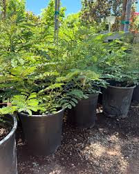 Image result for Caesalpinia rubra