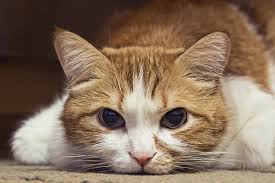 Cat Vomiting Blood What To Do Catster