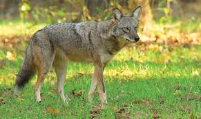 Coyotes certainly could kill cats if they wanted to. Coyotes Alabama Living Magazine