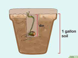 How To Start A Peach Tree From A Pit 12 Steps With Pictures Growing Peach Trees Peach Trees Growing Fruit Trees