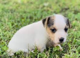 The leg is the same length as the length of the belly. Short Legged Jack Russell Puppies For Sale Near Me Facebook