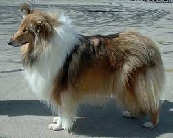Rough Collie Wikipedia