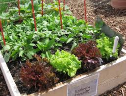 Another great way to control pests in your garden is through the use of essential oils from bioactive plants such as peppermint. What Can I Spray My Vegetable Garden To Kill Bugs Alana Aronson
