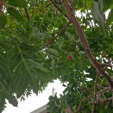 Image result for Ekebergia