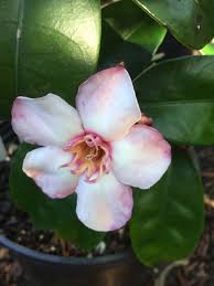 Image result for Strophanthus nicholsonii