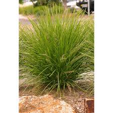 130mm Lime Tuff Lomandra Longifolia Confertifolia Lomandra Plants Australian Native Plants