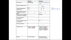 Comparing Mitosis And Meiosis