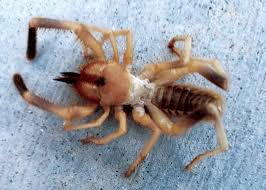 Camel spiders sometimes seem to be chasing humans because of the shade a person can cast. Unwanted Guest Raises Homeowner Fears