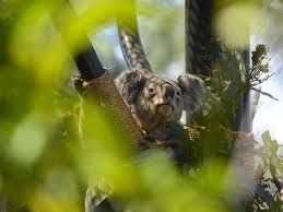 Its wild population is believed to total less than 500 animals, with an estimated 150 breeding pairs. Interesting Facts Australian Koala Foundation