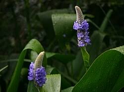 Image result for Pontederia